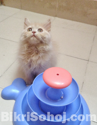 Urgent traditional persian female kitten sell